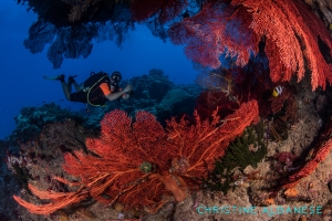 Fantasea dive site