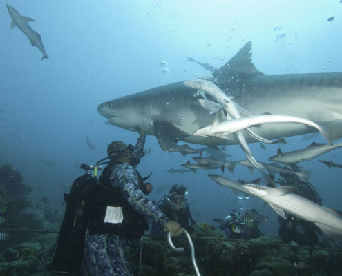 Best Fiji Shark Dive Tiger Shark Feeding