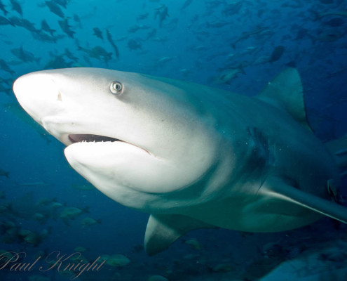 Best Shark Diving Hungry Bull Shark