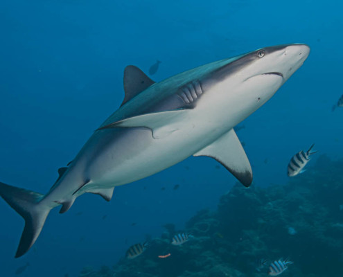 Best Shark Diving Close Encounters