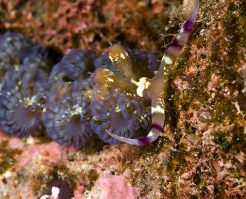Dive Fiji Critters Nudibrancs