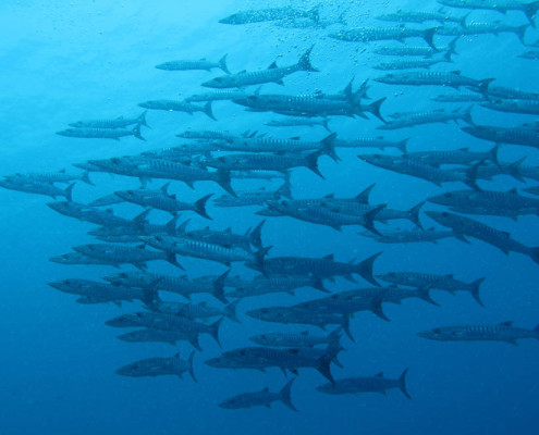 Diving In Fiji School of Baraccuda