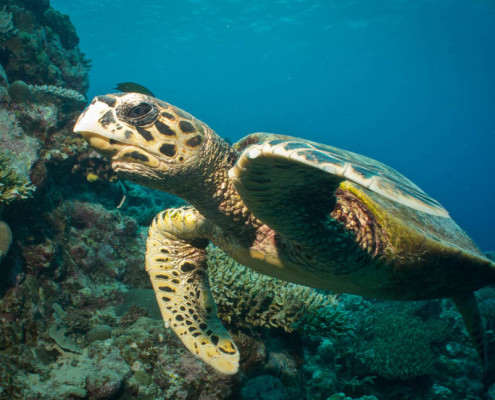Fiji Dive Resort Close Encounter Turtles