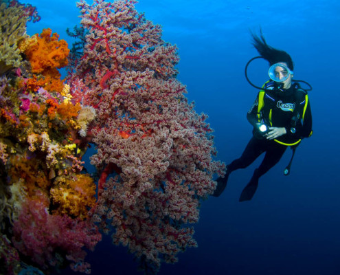 Fiji Dive Diver on Soft Coral Wall