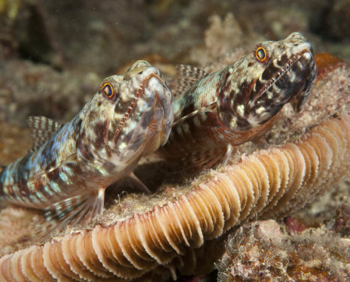 Fiji Diving Twin Fish Live