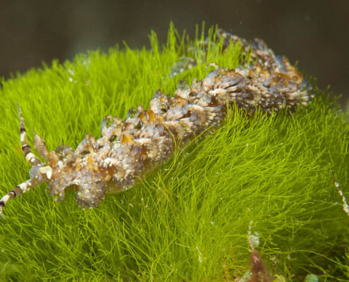 Fiji Diving Nudibranchs