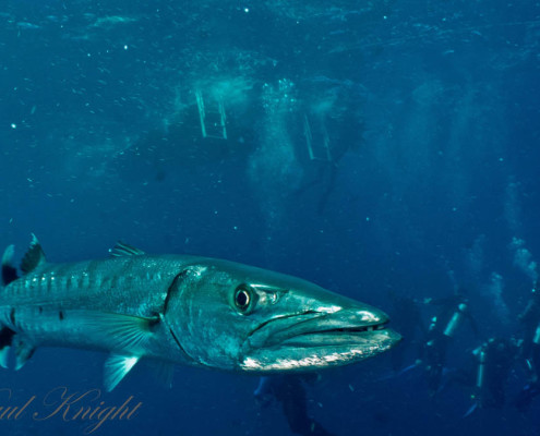 Fiji Diving Barracuda Checking Camera