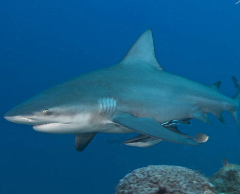 Fiji Shark Dive Small Bull Shark