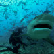 Fiji Shark Dive Tiger Feeding