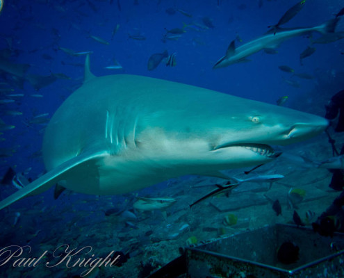 Fiji Shark Dive Close Encounter