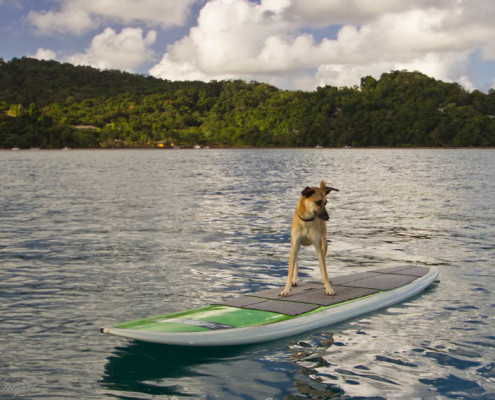 Stand Up Paddle Fiji by our Resort DOG