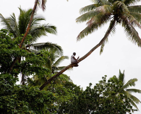 Fiji Culture Resort Waidroka Coconut Tree