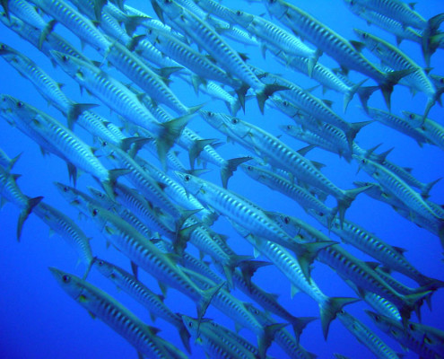 Scuba Dive Fiji Barrcudas