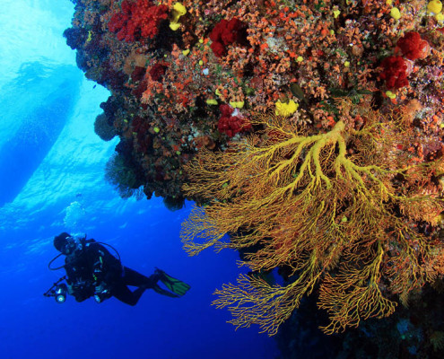 Scuba Dive Fiji Soft Coral with Boat Shilouette
