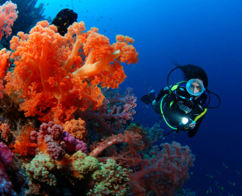 Scuba Diving Fiji Beqa Soft Coral