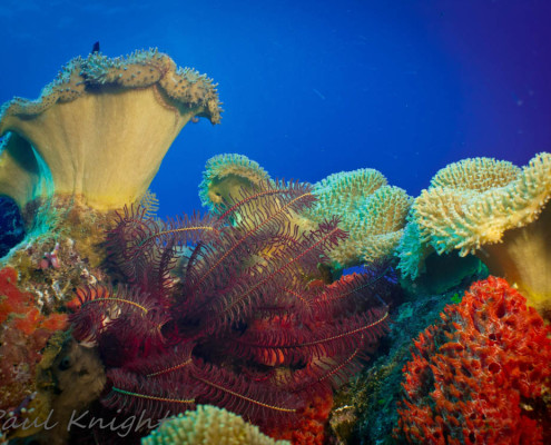 Scuba Diving In Fiji Amazing Shapes