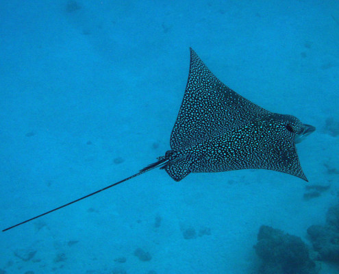 Scuba Fiji Eagle Ray Swimming By