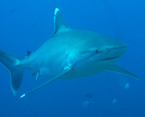 Scuba Fiji Shark Diving Beautiful Silvertip