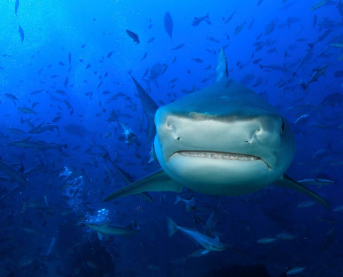 Shark Dive Fiji Close Encounters coming at you