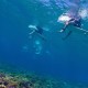Surf Fiji underwater