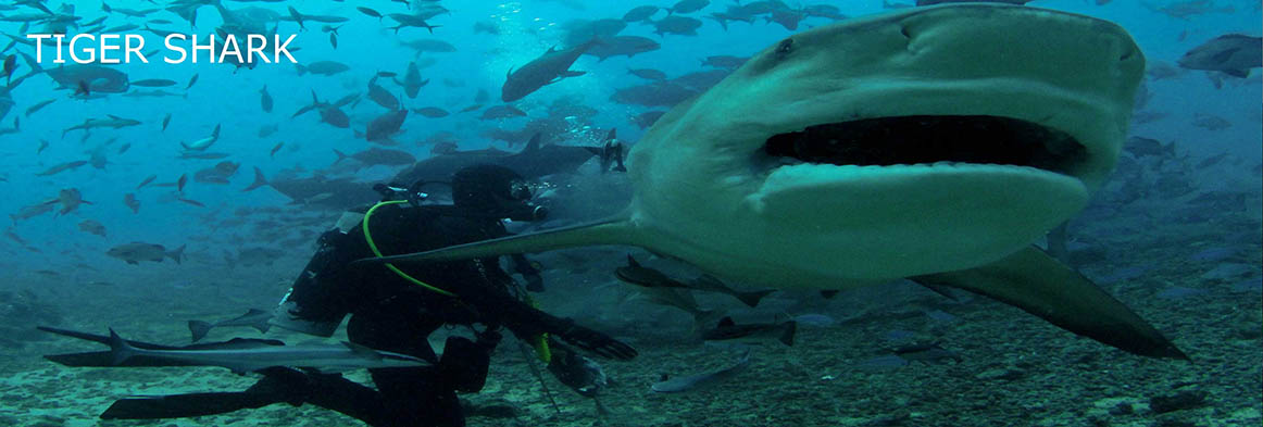 Beqa Shark Dive | Waidroka Surf Fiji - Dive Fiji, Fiji Resort full of ...